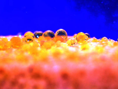 data sample under microscope